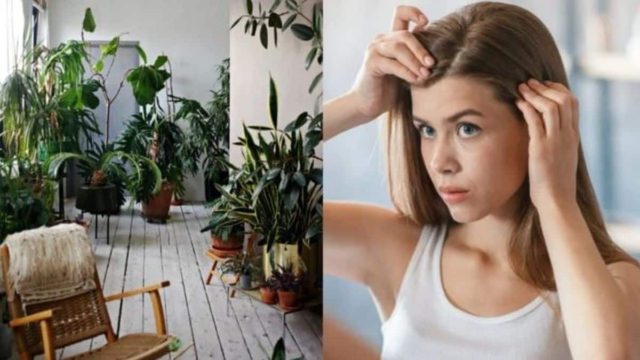 Αυτό είναι το πιο τοξικό φυτό, αν το έχεις πέτα το αμέσως: Προκαλεί απώλεια μαλλιών, αιμορραγίες, νεφρική βλάβη
