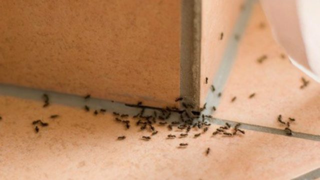 Εξαφάνιση στο πι και φι: Το κόλπο των ειδικών για να μην δείτε ξανά μυρμήγκια στο σπίτι