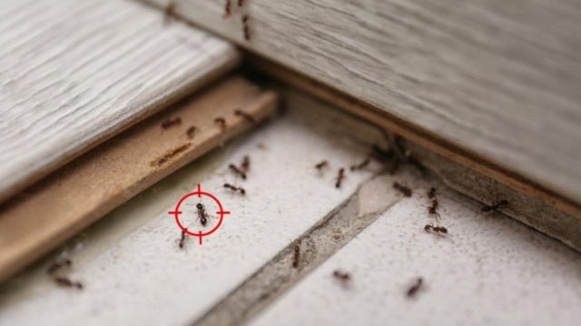 Μυρμήγκια στην κουζίνα: Το έξυπνο κόλπο των ειδικών για να μην δείτε ξανά ούτε ένα