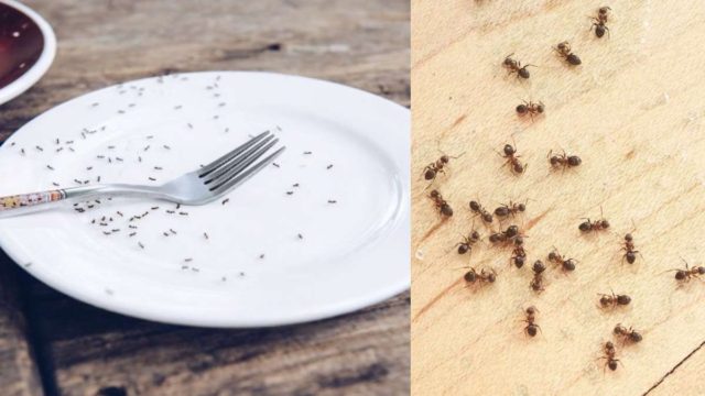 Μυρμήγκια στην κουζίνα; 10 πανεύκολοι τρόποι να τα εξαφανίσεις!