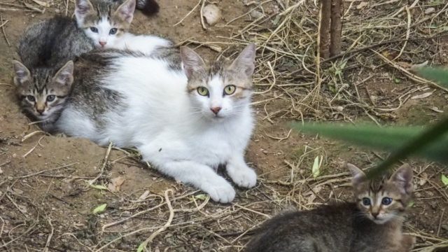 Αδιανόητο περιστατικό στο Παγκράτι: Ασυνείδητη κατάβρεχε μωρά γατάκια για να τα πνίξει