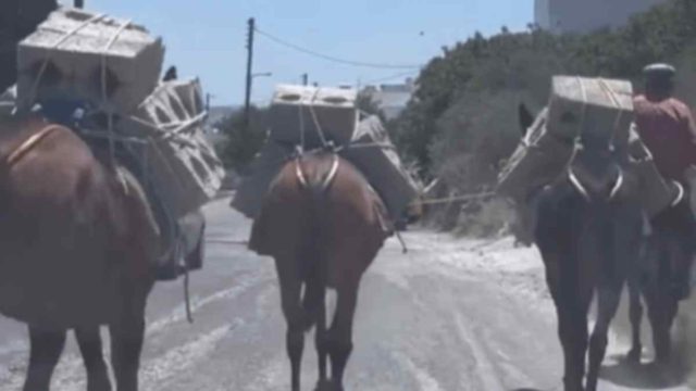 Λίγη ντροπή δεν βλάπτει: Μουλάρια κουβαλούν τσιμεντόλιθους μέσα στον καύσωνα στη Σαντορίνη