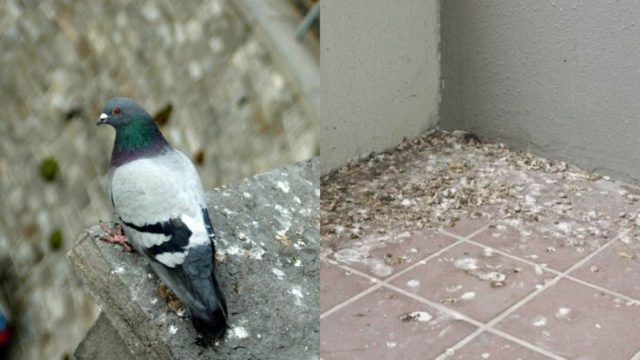 Κουτσουλιές στο μπαλκόνι: Το δραστικό κόλπο με μαγειρική σόδα και 2 ακόμα υλικά  για να εξαφανίσετε τους δυσάρεστους λεκέδες