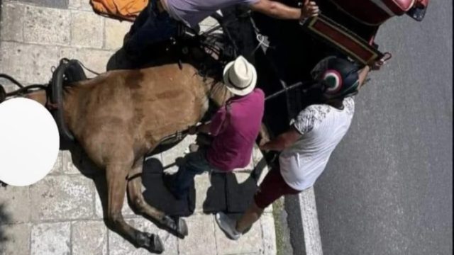 «Nτροπή! Δεν αντέχεται τέτοια αναισθησία από το ανθρώπινο είδος. Θυμός, θλίψη και απελπισία!» – Ορυμαγδός στα social media με το άλογο το οποίο κατέρρευσε και πέθανε στην Κέρκυρα (photos)