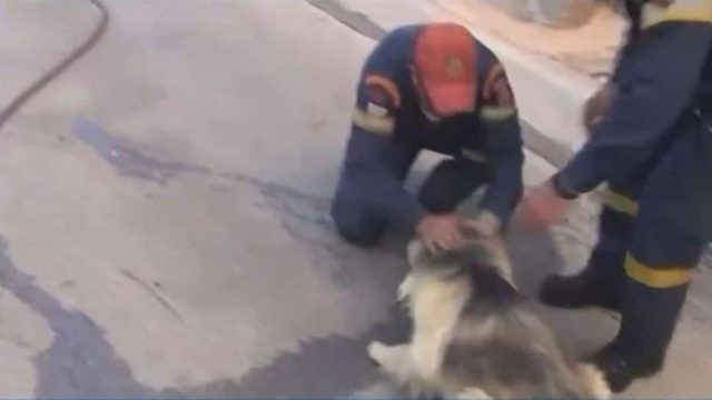 Φωτιά στον Κουβαρά: Πυροσβέστες παρηγορούν φοβισμένο σκύλο! (video)