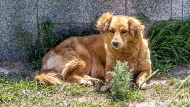 Σκύλος αρνείται να φύγει από τον τάφο ενός ξένου – Όταν η αστυνομία τον ανοίγει παγώνει