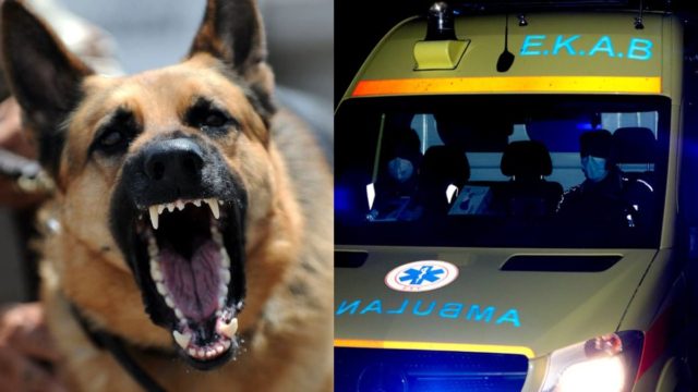 Θρίλερ για 74χρονο στο Μεσολόγγι: Νοσηλεύεται σε σοβαρή κατάσταση ύστερα από επίθεση σκύλων