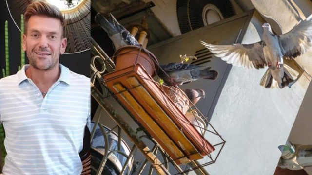 Ο Σπύρος Σούλης έχει την λύση: 5 Τips για να διώξετε τα περιστέρια από το μπαλκόνι σας