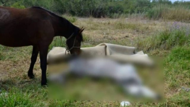 Κτηνωδία στο Βόλο: Άλογο πνίγηκε από το σχοινί που ήταν δεμένο – Συνελήφθη ο δράστης, σοκάρει η εικόνα