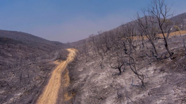 Φωτιά στην Αλεξανδρούπολη: «Οι μετανάστες χτυπήθηκαν από το θερμικό κύμα – Ο θάνατος τους ήταν ταχύτατος» – Η δήλωση του ιατροδικαστή