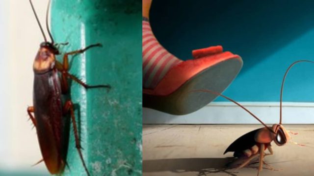 Απαλλαγείτε από τον «πονοκέφαλο» των κατσαρίδων με 3 μυρωδάτα σπιτικά υλικά
