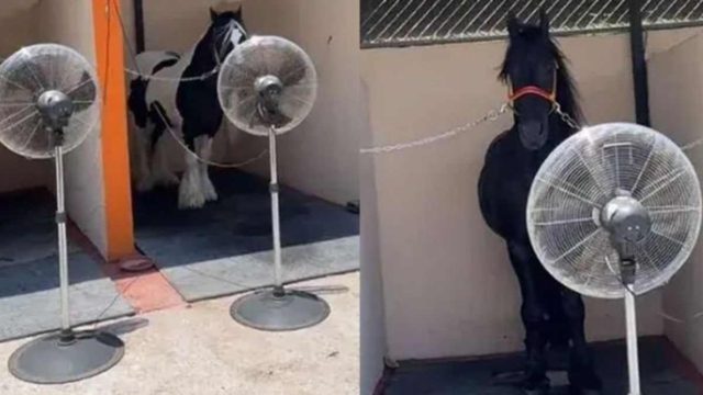 Όσο υπάρχουν άνθρωποι: Αγρότης έβαλε ανεμιστήρες για να δροσίσει τα άλογα στον στάβλο