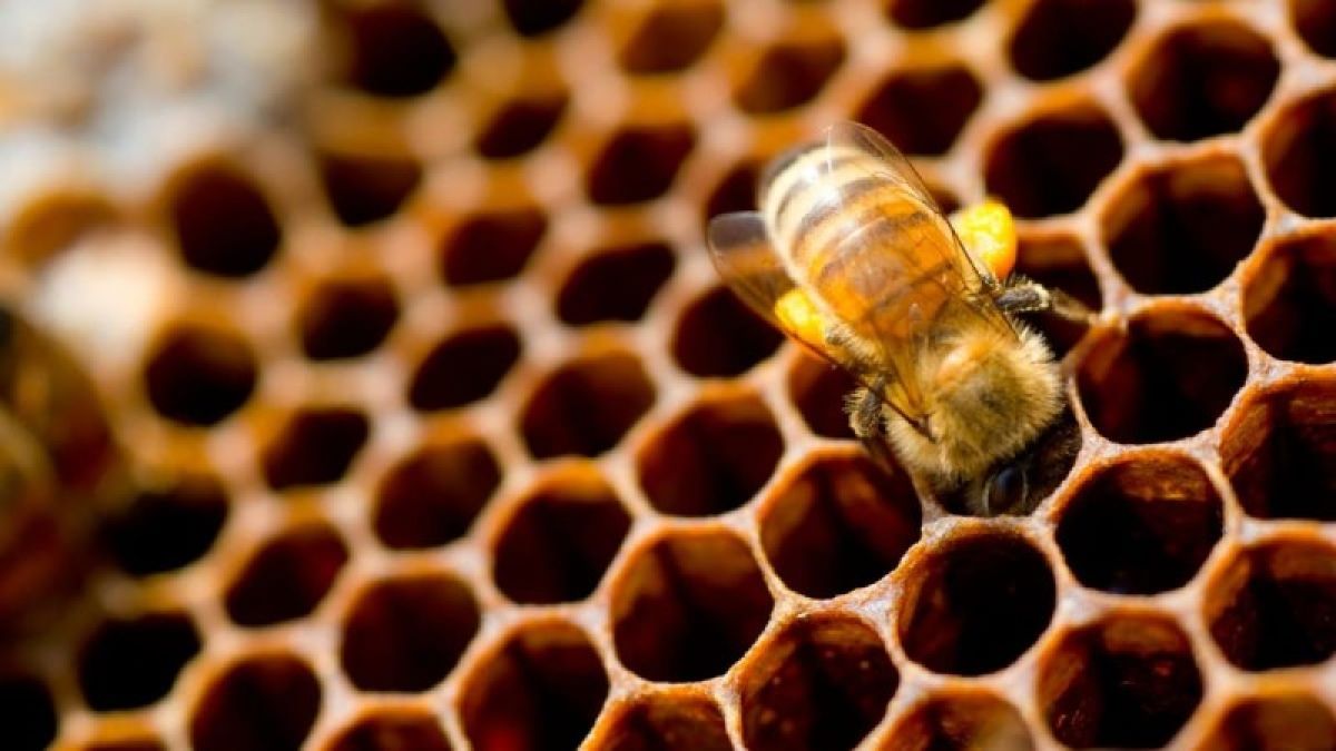 Πώς λέγεται η μελισσούλα που δεν παράγει μέλι… Το καμένο ανέκδοτο της ημέρας (12/8)
