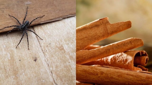 Αράχνες στο μπαλκόνι σας; «Πασπαλίστε» με λίγη κανέλα και απαλλαγείτε οριστικά από αυτόν τον εφιάλτη