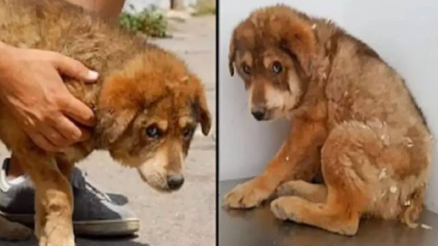 Προσπάθησε να κρυφτεί σε μια γωνιά φοβισμένος – το σώμα του ήταν γεμάτο σημάδια από δαγκώματα από άλλα σκυλιά