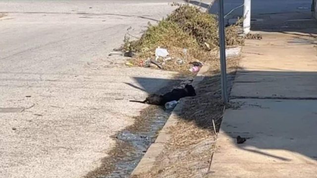 Σκύλος πέθαινε από ζέστη και έτρεξε προς το αυτοκίνητο όταν κατάλαβε ότι μπορούσε να σωθεί