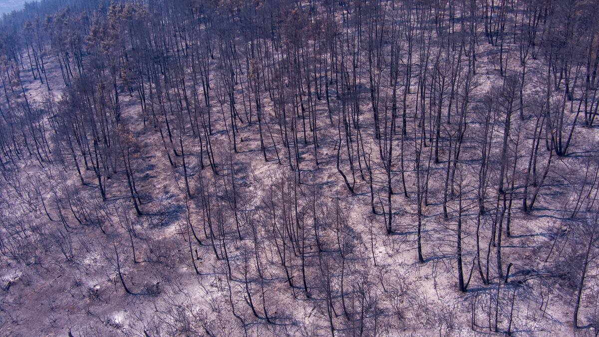 «Χρειάζεται πάνω από 150 χρόνια για να επανέλθει»: Ανεπανόρθωτη η καταστροφή στο δάσος της Δαδιάς