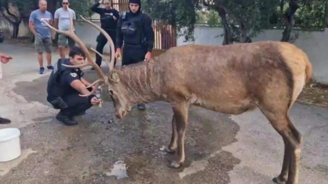 Υπάρχουν άνθρωποι: Κάτοικοι και αστυνομικοί στην Πάρνηθα φρόντισαν ελάφι μετά τη φωτιά
