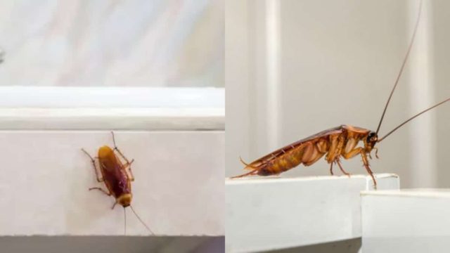 Η μυρωδία που λατρεύουν οι άνθρωποι και σιχαίνονται οι κατσαρίδες – Το μυστικό με 1 λαχανικό για να τις κάνετε παρελθόν