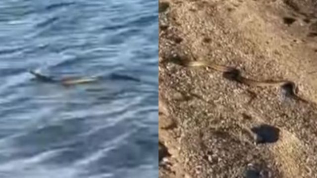 Πανικός στην Εύβοια: Φίδι κολυμπά και βγαίνει από τη θάλασσα (videos)