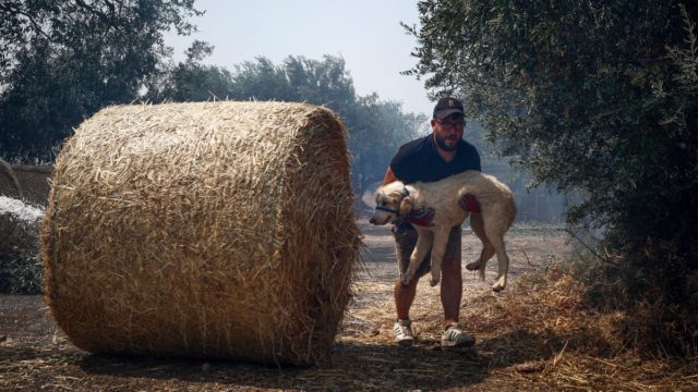 Συγκλονίζουν οι εικόνες από τη Φυλή: Κάτοικοι τρέχουν να σώσουν τα ζώα τους από τη φωτιά