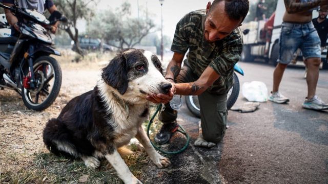 Πύρινη κόλαση στην Αλεξανδρούπολη: Απανθρακώθηκαν τουλάχιστον 910 ζώα – Τεράστιες οι ζημιές σε υποδομές