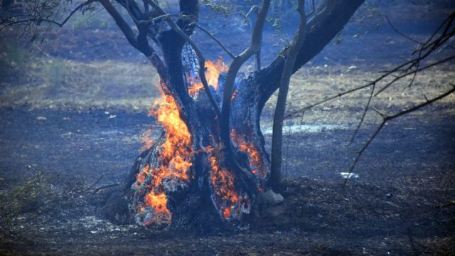 «Εφιάλτης» με τις αναζωπυρώσεις σε Έβρο και Πάρνηθα – Μήνυμα του 112 σε Δαδιά και Σουφλί