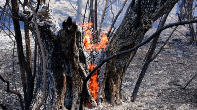 Λάρισα: Έπιασαν στα πράσα εμπρηστή την ώρα που έβαζε φωτιά σε σπίτια – Του πέρασαν χειροπέδες