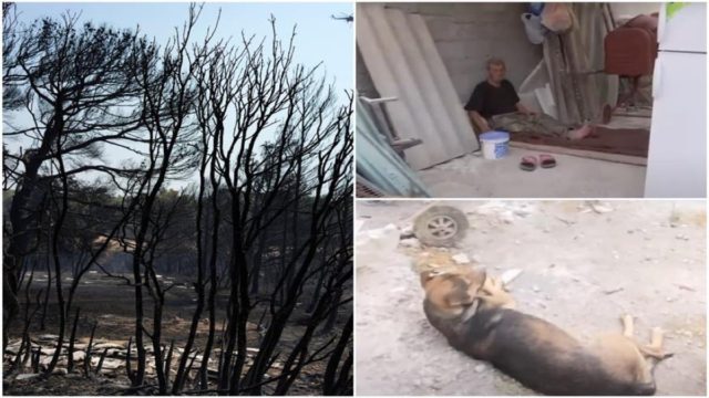 Συγκλονίζουν οι πληγέντες της Πάρνηθας: Κάτοικος κοιμάται στην αυλή με μόνη παρέα τον σκύλο του – «Θα το ξαναφτιάξω…» (video)