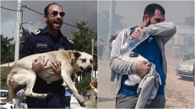 Φωτιά στην Πάρνηθα: Πολίτες μπαίνουν μπροστά από τις φλόγες για να σώσουν τα ζώα που έχουν εγκλωβιστεί (photos)