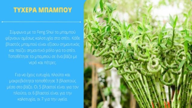 Θα γεμίσουν οι τσέπες σας χρήματα: Βάλτε έτσι αυτά τα φυτά στο σπίτι και θα δείτε την τύχη σας να αλλάζει