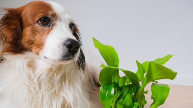 Ούτε ένα ούτε δύο, αλλά 11 τοξικά λουλούδια και φυτά που μπορούν να βλάψουν τις γάτες και τους σκύλους μας