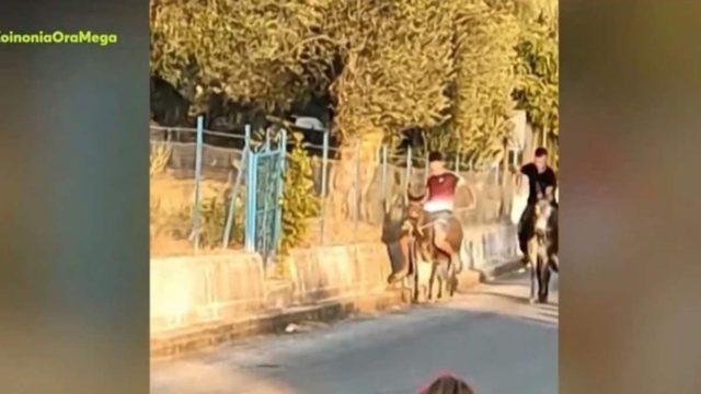 «Σκ@τόψυχα καθίκια..»: Οργή στο Twitter για τους αγώνες με γαϊδουράκια στη Λέσβο