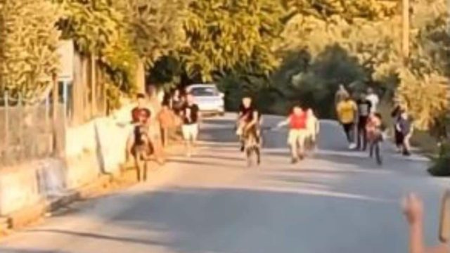 Νέα καταγγελία για κακοποίηση ζώων στη Λέσβο: Ανήλικοι αναβάτες έδερναν γαϊδούρια για να τρέξουν πιο γρήγορα σε αγώνες (video)