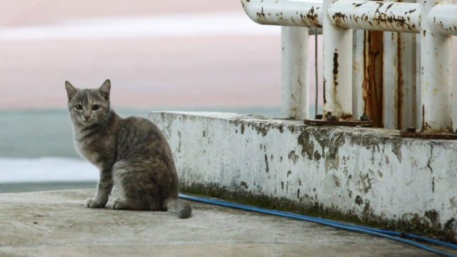 Φρίκη στη Θεσσαλονίκη: Νέο περιστατικό κακοποίησης ζώου – Κλώτσησαν γατάκι και του έσπασαν τη γνάθο