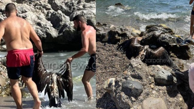 Κρήτη: Λουόμενοι ανέσυραν νεκρό γυπαετό που βρέθηκε στη θάλασσα