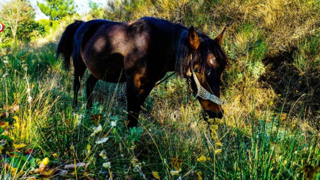 Φρίκη στη Χαλκίδα: Νεκρό άλογο στο οδόστρωμα, το είχαν δέσει με αλυσίδες και σχοινιά σε κολώνα φωτισμού