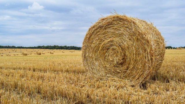 Από δυο χωριά χωριάτες στα Καλάβρυτα: Συνέλαβαν 55χρονο επειδή τα ζώα του έτρωγαν σανό από γειτονικά χωράφια