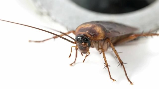 Χωρίς απολύμανση: Έτσι θα εξολοθρεύσετε τις κατσαρίδες από το μπάνιο σας