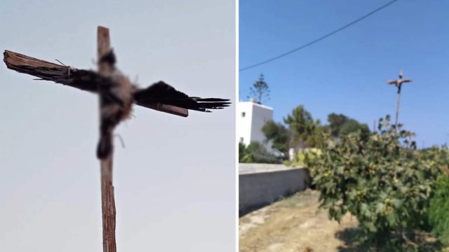 Εικόνες ντροπής στην Πάρο: Σταύρωσαν κοράκι και το κρέμασαν σε κοινή θέα – Συνελήφθη ο δράστης