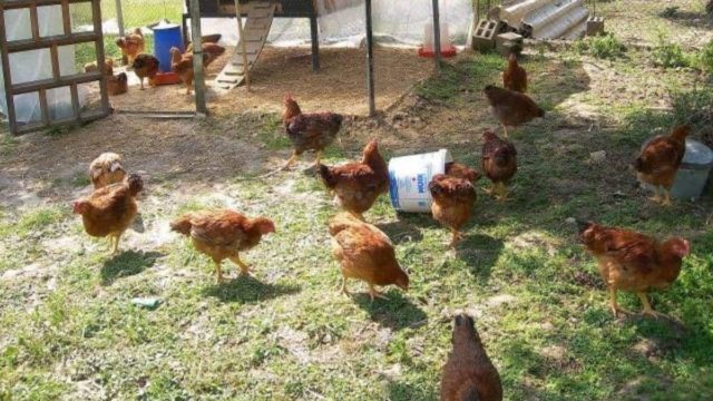 Φρίκη: Άνδρας κακοποιούσε σεξουαλικά τις κότες του στο υπόγειο του σπιτιού – Τον βιντεοσκόπησε η σύζυγός του