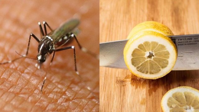 Έκοψε τα λεμόνια σε φέτες και τα έβαλε σε ένα βάζο – Έτσι απαλλάχτηκε από τα κουνούπια, το μαρτύριο του καλοκαιριού