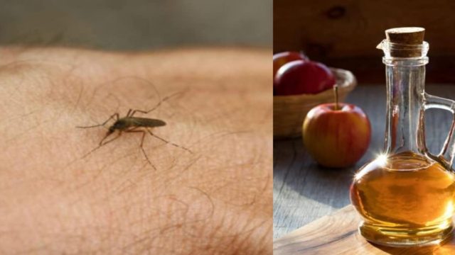 «Θάνατος» στα κουνούπια: 8 γρήγορες λύσεις για να ανακουφιστείτε από τα τσιμπήματά τους