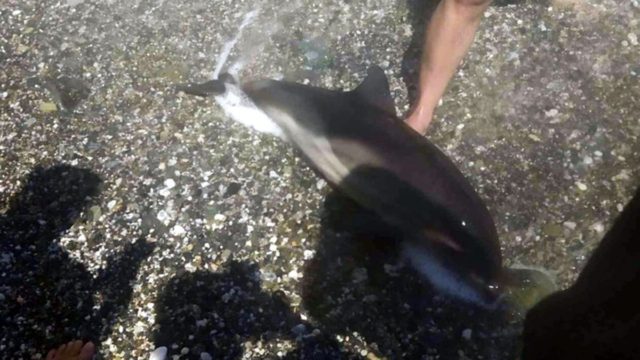 Θλίψη: Μισοπεθαμένο δελφινάκι ξεβράστηκε σε παραλία της Λάρισας – Δεν κατάφεραν να το σώσουν