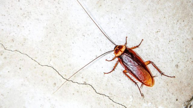 Νικήστε τον εφιάλτη: Tips για να διώξετε τις κατσαρίδες με υλικά που έχετε στο σπίτι σας