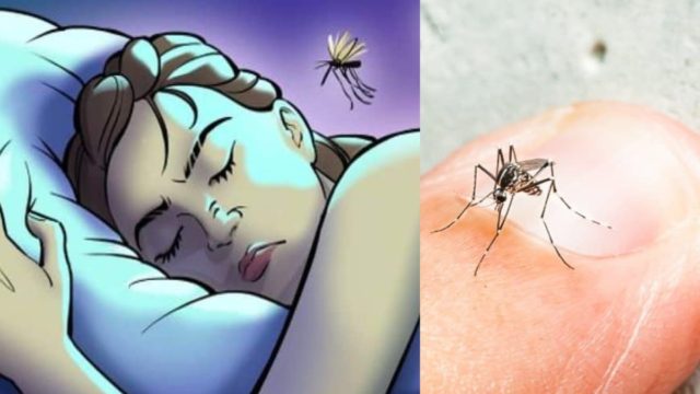 Εσύ το ήξερες; Αυτός είναι ο λόγος που τα κουνούπια «ζουζουνίζουν» στα αυτιά μας