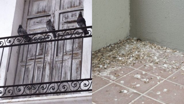 Κουτσουλιές στο μπαλκόνι: Το σωτήριο καθαριστικό «πλάνο» για να απαλλαγείτε χωρίς κόπο και ανέξοδα