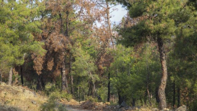 Θεσσαλονίκη: Απαγόρευση κυκλοφορίας στο Σέιχ Σου υπό τον φόβο εκδήλωσης πυρκαγιάς