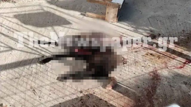 Φρικαλέα κτηνωδία στη Μαγνησία: Κατακρεούργησαν αρνί σε αυλή σπιτιού (photo)