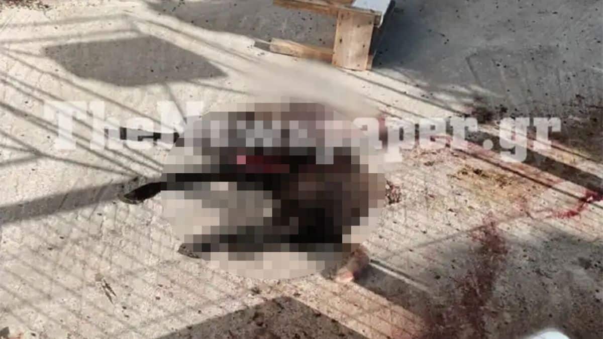 Φρικαλέα κτηνωδία στη Μαγνησία: Κατακρεούργησαν αρνί σε αυλή σπιτιού (photo)